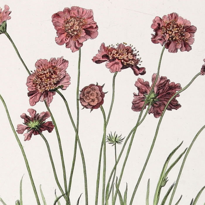 Scabiosa gramineo folio. Scabieuse à feuilles de chiendent - Une estampe d’après Nicolas Robert