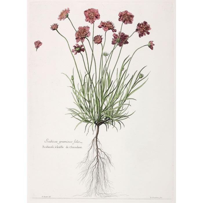 Scabiosa gramineo folio. Scabieuse à feuilles de chiendent - Une estampe d’après Nicolas Robert