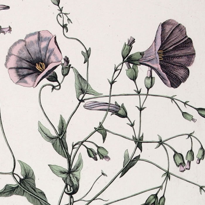 Scammonium Syriacum. Scammonée - Une estampe d’après Nicolas Robert