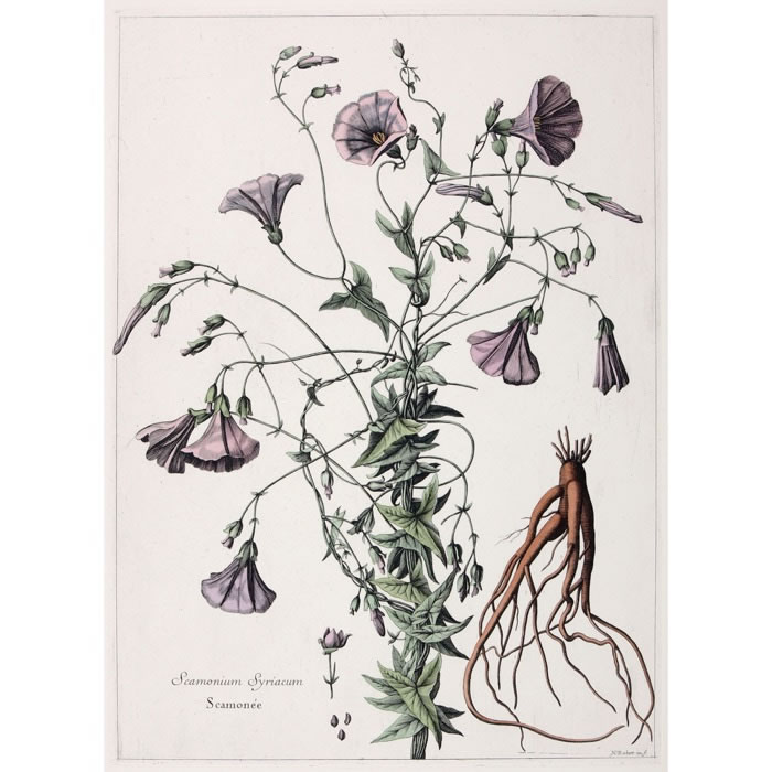 Scammonium Syriacum. Scammonée - Une estampe d’après Nicolas Robert