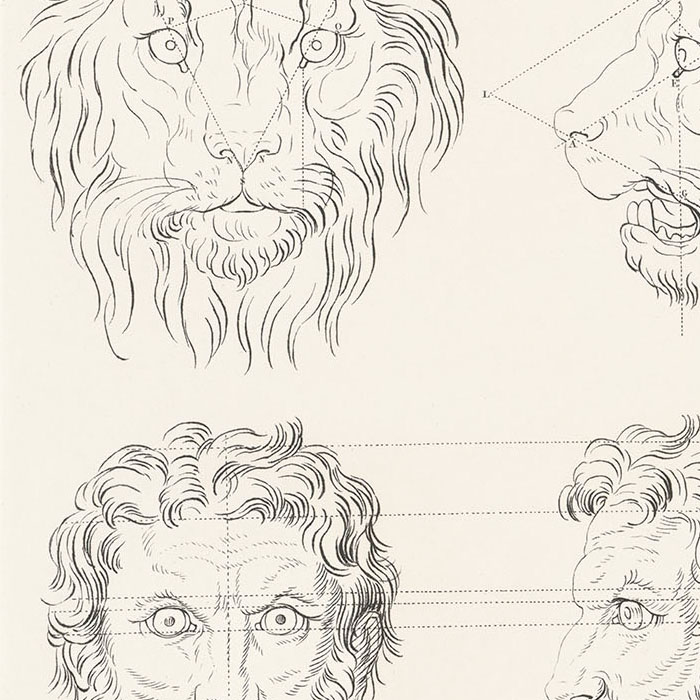 Rapport de la figure humaine avec celle du lion - Une estampe d’après Charles Le Brun
