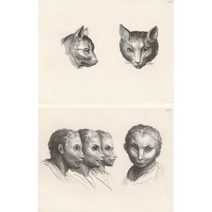 Deux têtes de chat (2 plaques) - Une estampe d’après Charles Le Brun