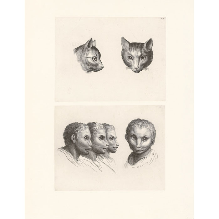 Deux têtes de chat (2 plaques) - Une estampe d’après Charles Le Brun