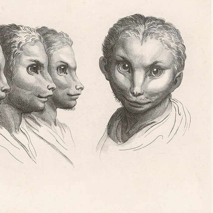 Deux têtes de chat (2 plaques) - Une estampe d’après Charles Le Brun