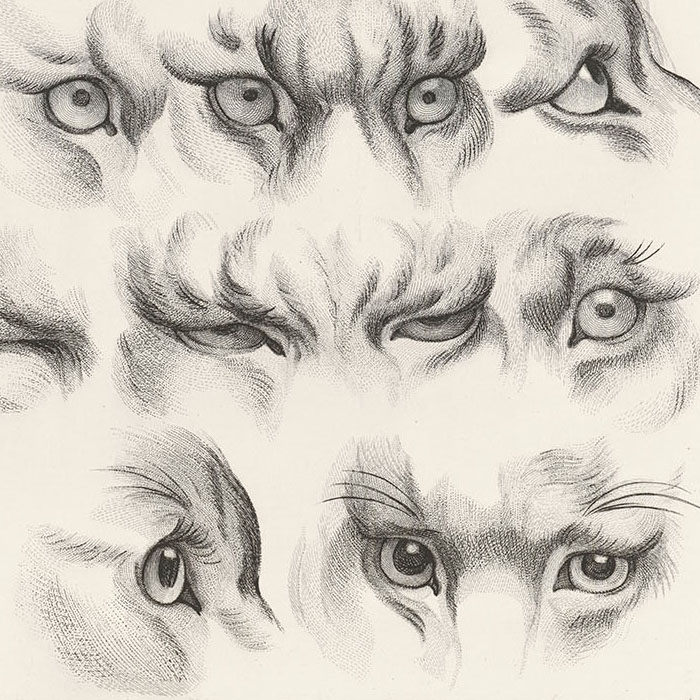Yeux de tigres, de loup-cervier et de chat - Une estampe d’après Charles Le Brun