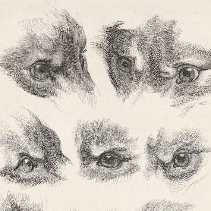 Yeux de loup, de renard et de pourceau - Une estampe d’après Charles Le Brun