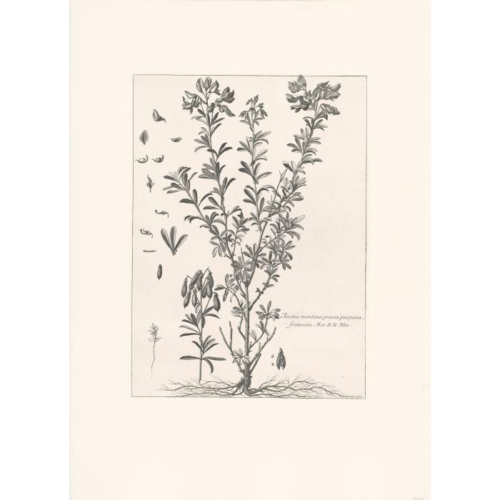 Anonis montana, praecox purpurea, frutescens. Plante, racine, fleur, graine