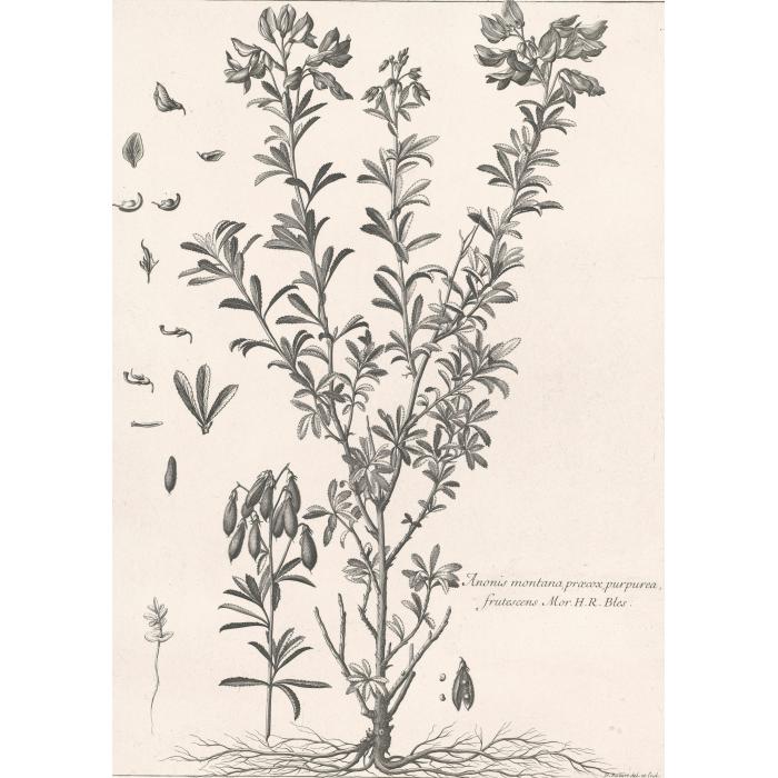 Anonis montana, praecox purpurea, frutescens. Plante, racine, fleur, graine