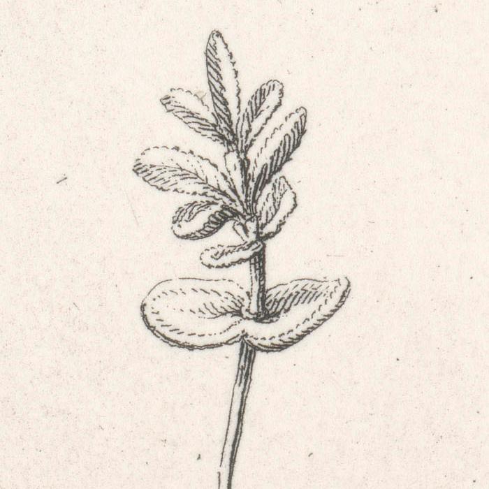 Anonis montana, praecox purpurea, frutescens. Plante, racine, fleur, graine