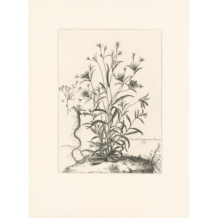 Convolvulus purpureus Linariae folio. Liseron