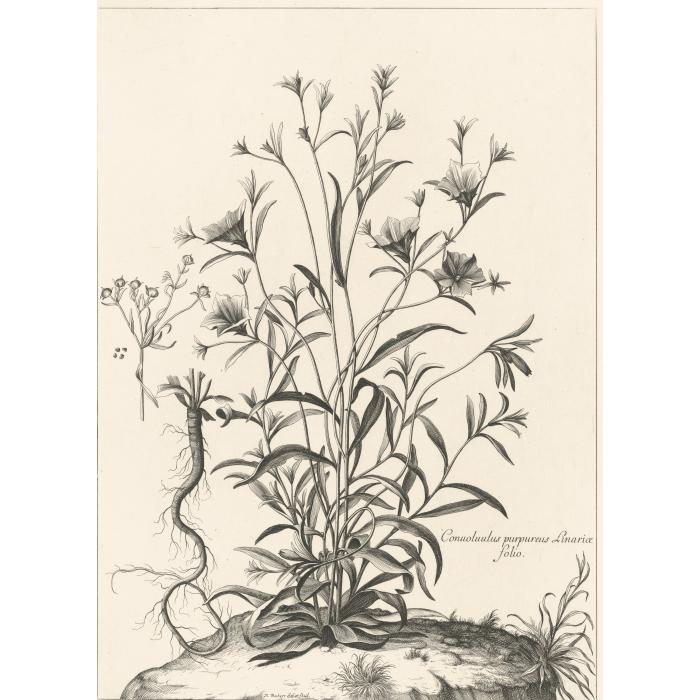 Convolvulus purpureus Linariae folio. Liseron