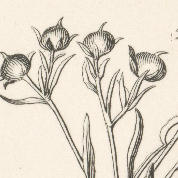 Convolvulus purpureus Linariae folio. Liseron