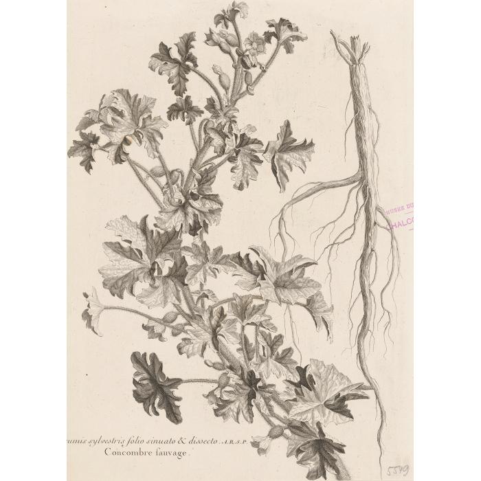 Cucumis sylvestris folio sinuato et dissecto. Concombre sauvage