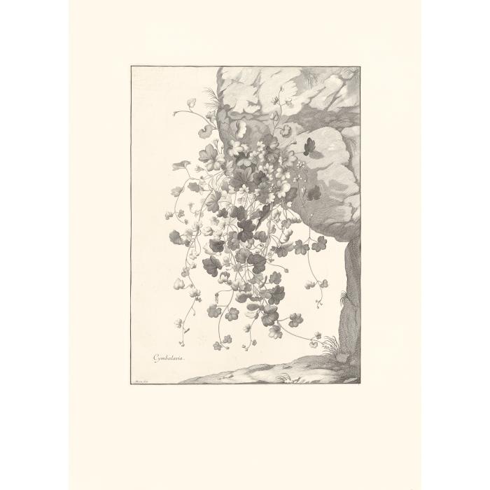 Cymbalaria. Cymbalaire