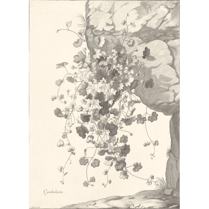Cymbalaria. Cymbalaire