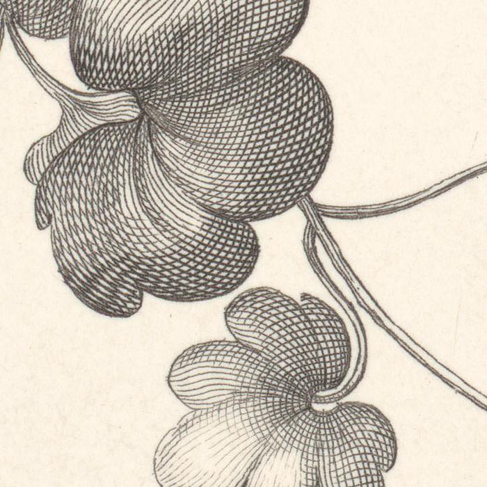 Cymbalaria. Cymbalaire