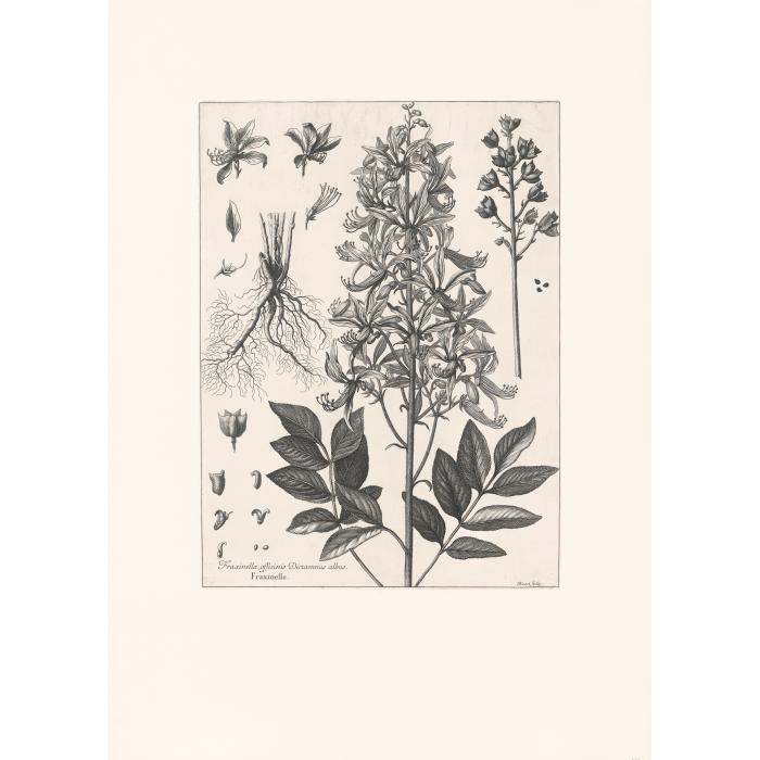 Fraxinella officinarum, dictamnus albus : Fraxinelle. Plante, racine, feuille, fleur