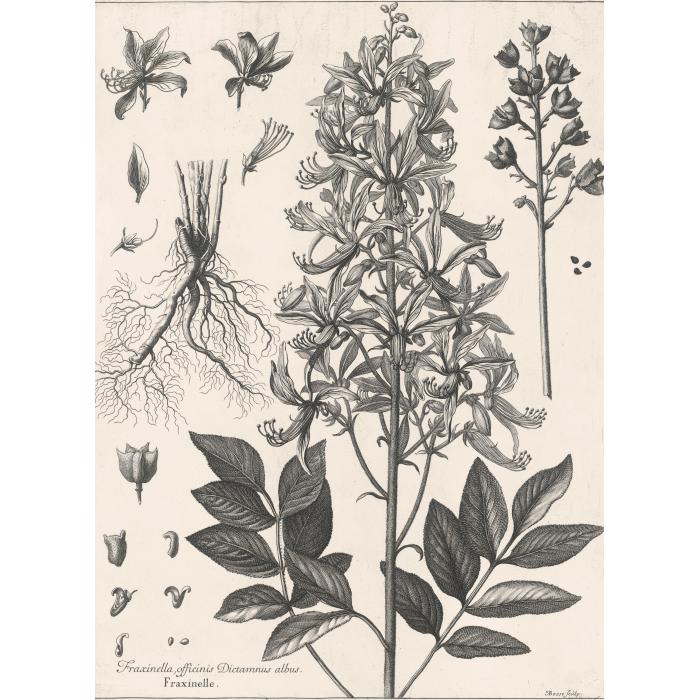 Fraxinella officinarum, dictamnus albus : Fraxinelle. Plante, racine, feuille, fleur