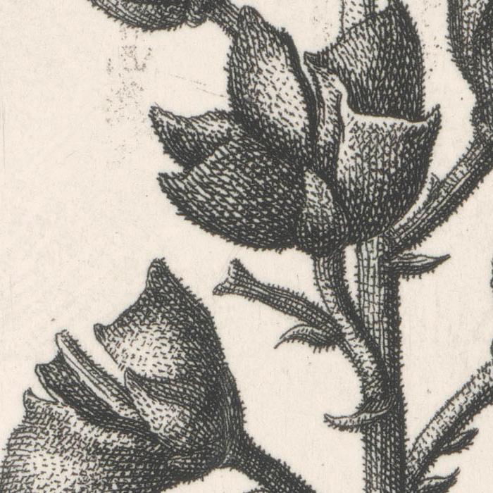Fraxinella officinarum, dictamnus albus : Fraxinelle. Plante, racine, feuille, fleur