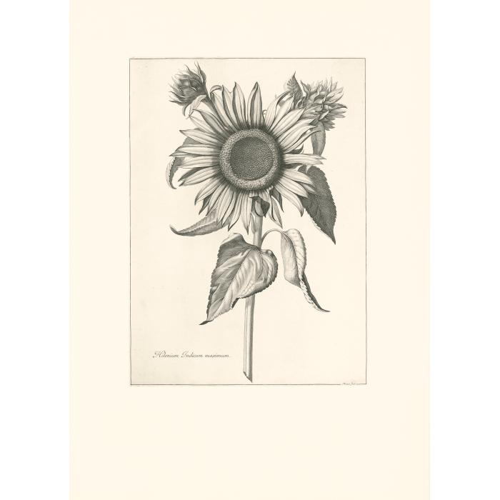 Tournesol