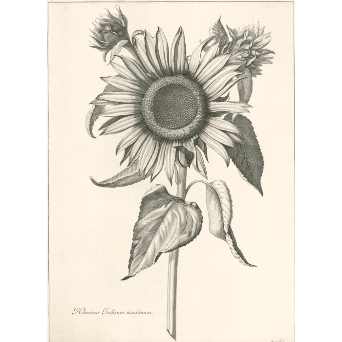 Tournesol
