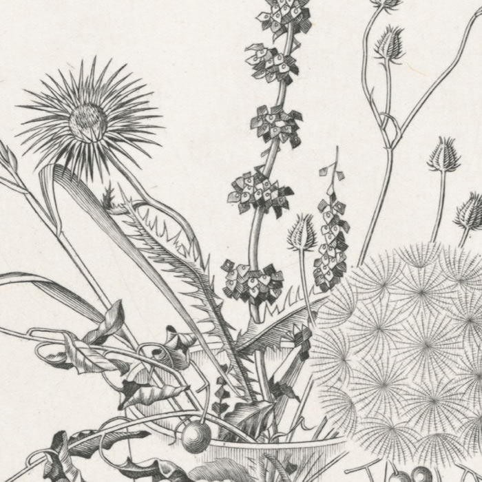 Fleurs des champs dans un verre. Automne - Une estampe d’après Kiyoshi Hasegawa